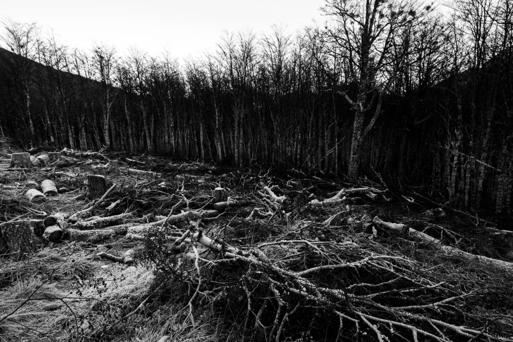 Moody black and white image of deforestation in Ushuaia, Argentina, with stark tree stumps and fallen logs.