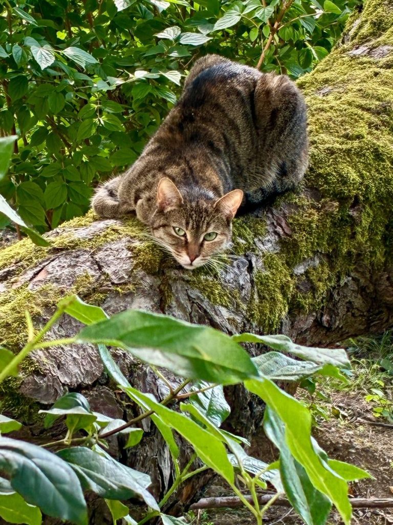 A calm tabby cat lounging on a moss-covered log surrounded by lush greenery, creating a serene natural scene.
