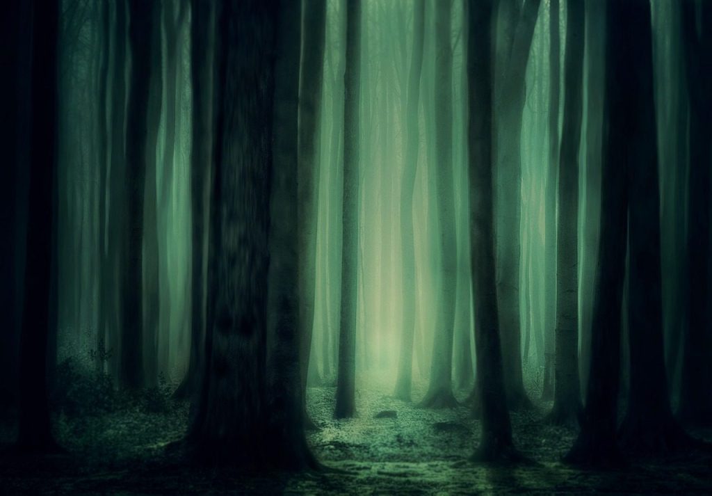 forest, wilderness, fantasy, trees, mysterious, mystical, nature, outdoors