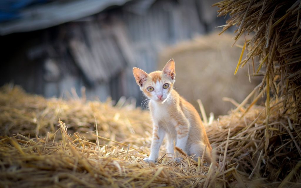Cute orange and white kitten on a haystack with rustic barn backdrop.