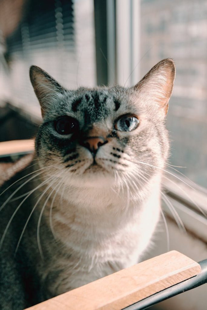 Cute gray cat with blue eyes resting on chair near window on sunny day
