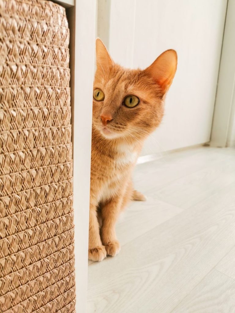 Adorable tabby cat with bright eyes peeking from behind a wicker basket indoors.