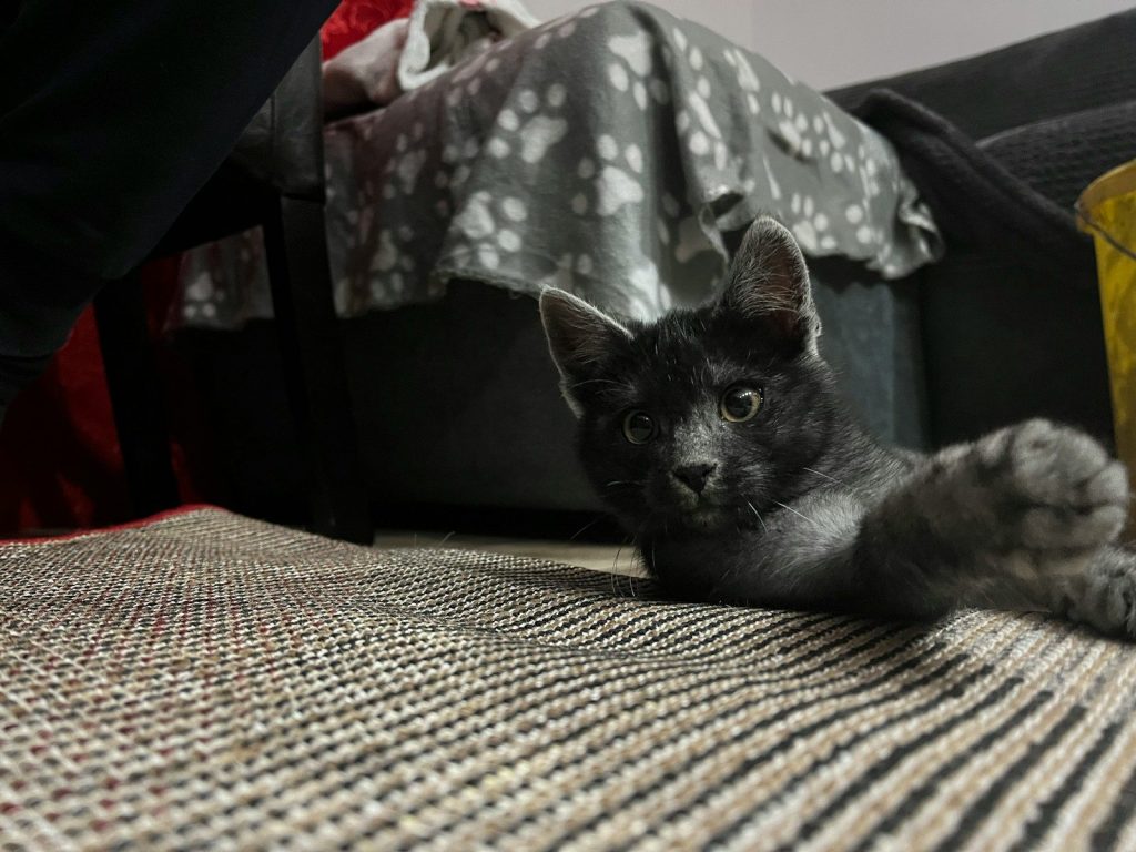 a cat lying on a bed