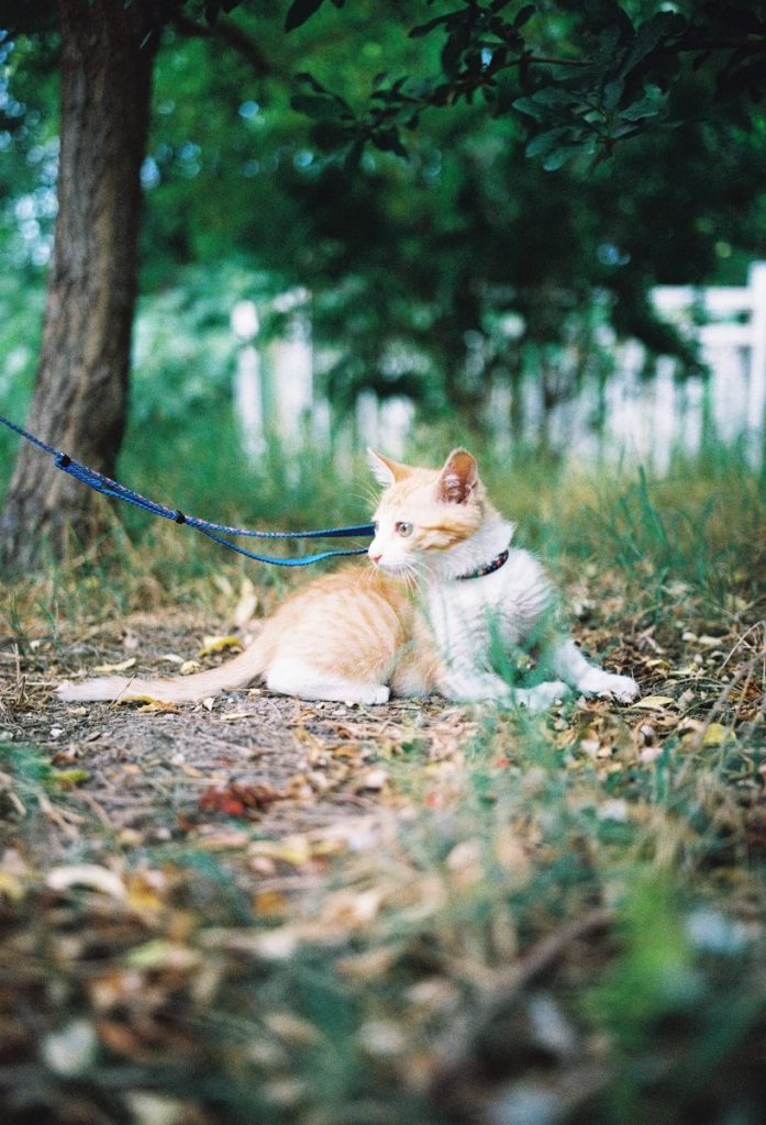 A ginger cat lies on the ground outdoors