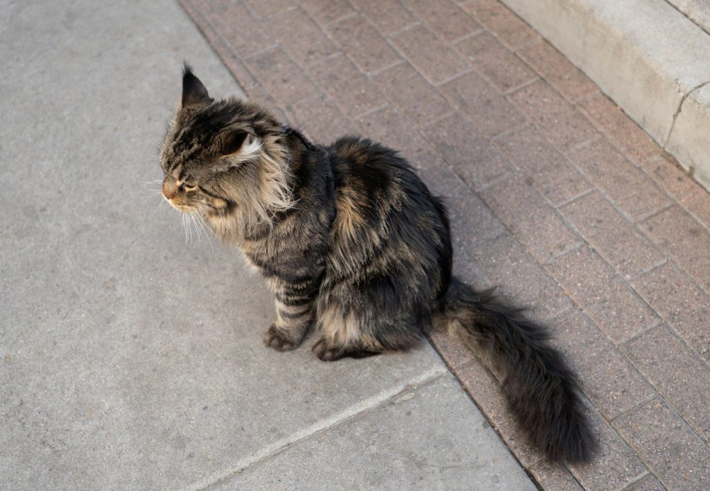A fluffy calico cat sits on a stone path.