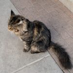 A fluffy calico cat sits on a stone path.