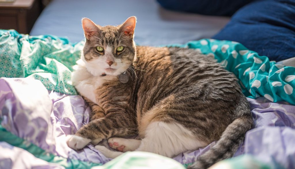 A tabby cat rests on a rumpled bed.