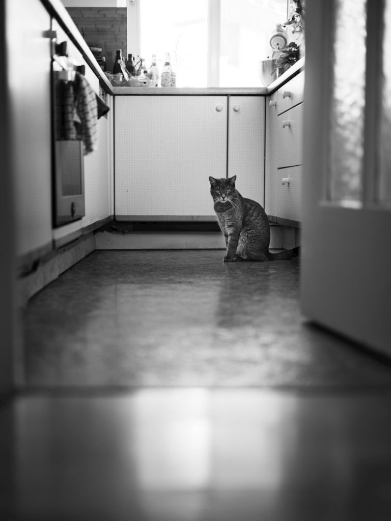 A cat sits on a kitchen floor.