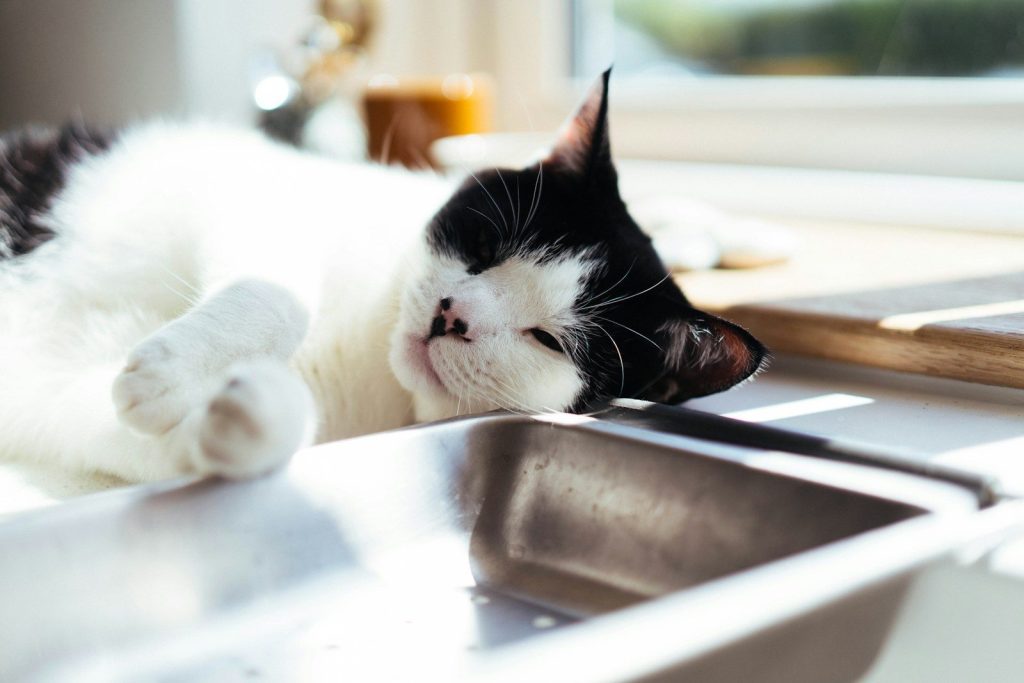 A black and white cat sleeps on a windowsill.