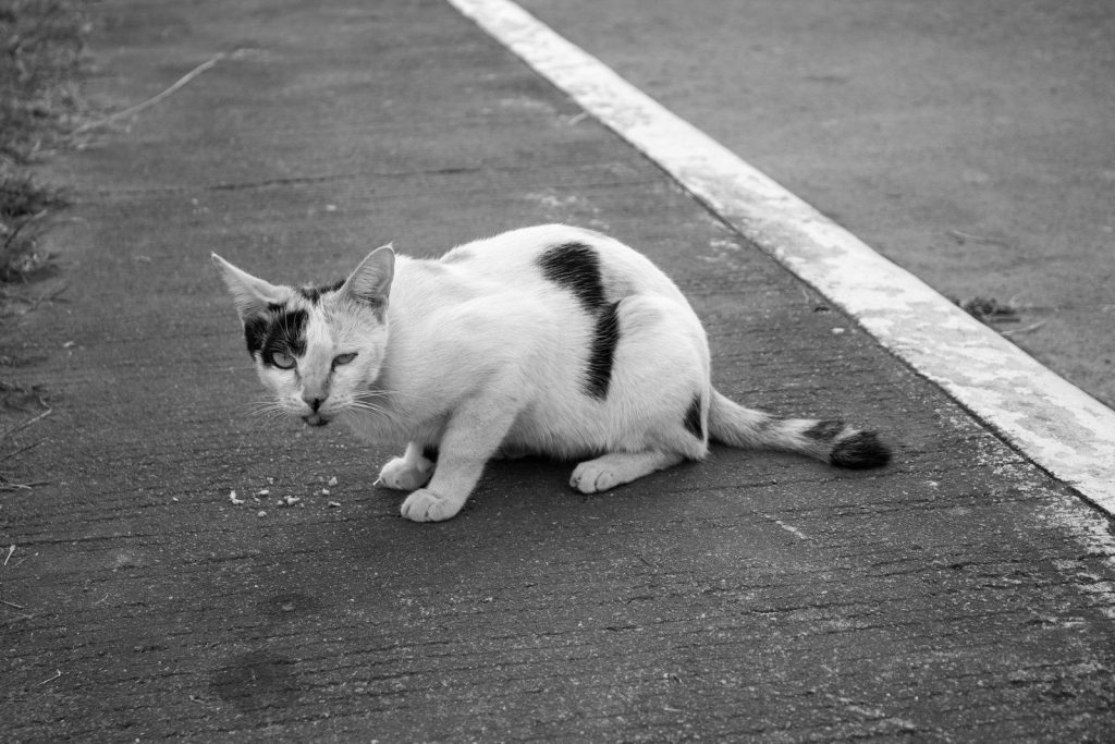 White cat with dark spots crouching on asphalt.