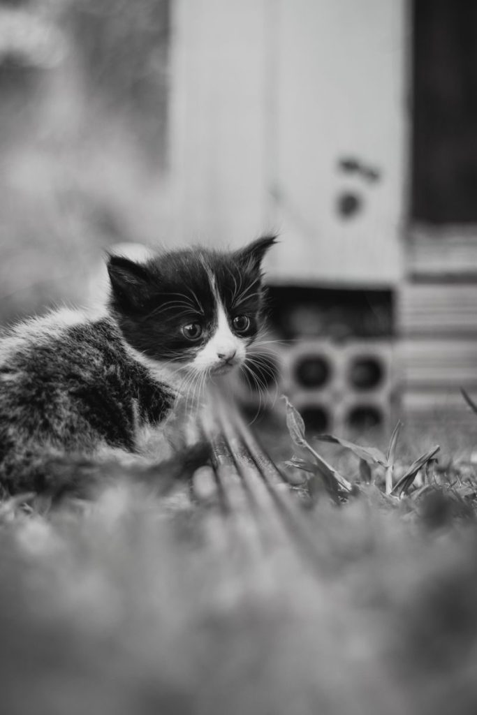 Charming black and white photo of a young tabby kitten exploring outdoors.