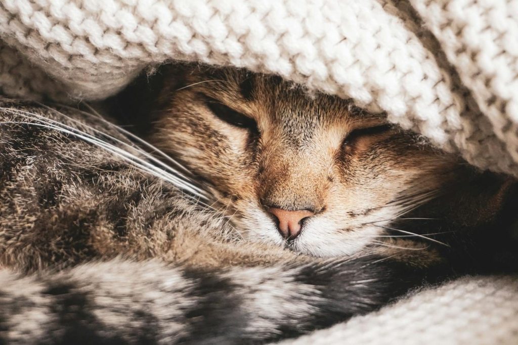 Close-up of a tabby cat sleeping under a warm knit blanket, capturing a sense of comfort and coziness.
