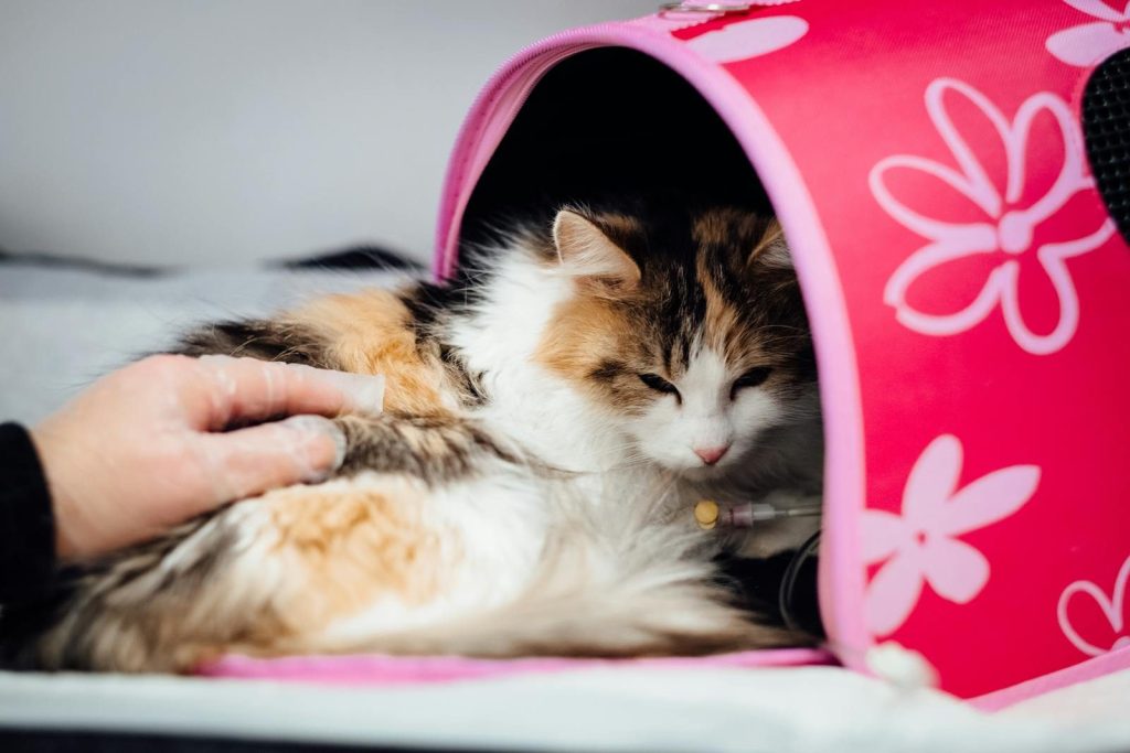 Fluffy cat in pink tent receiving veterinary care indoors, with loving hand nearby.