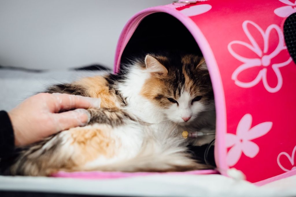Fluffy cat in pink tent receiving veterinary care indoors, with loving hand nearby.