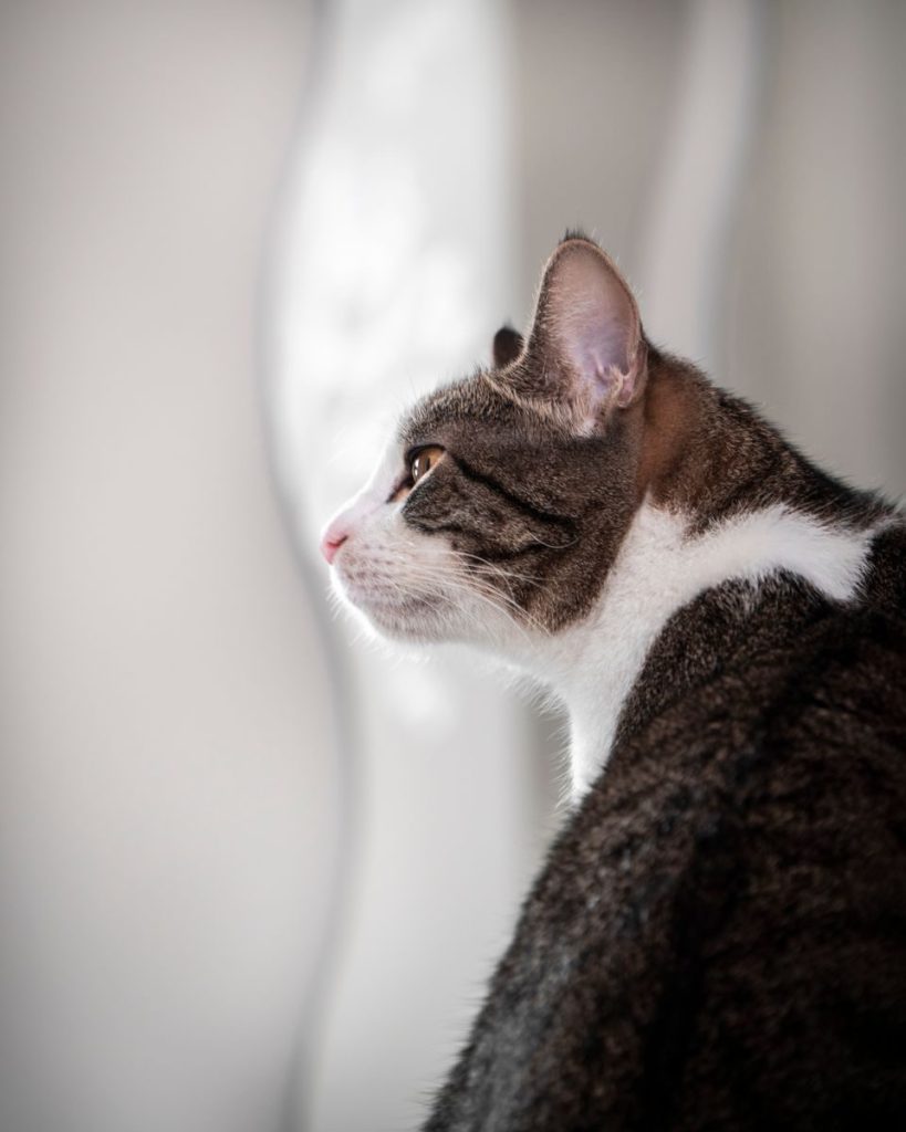 A serene close-up of a tabby cat gazing with curiosity indoors.