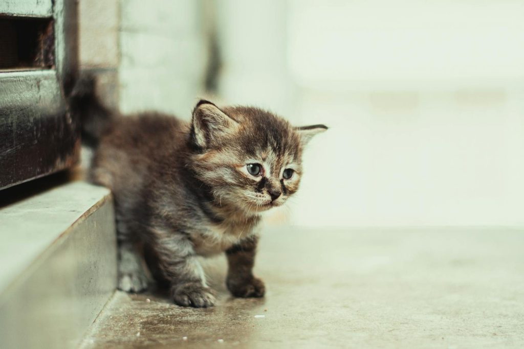 Cute tabby kitten peeking out, showcasing its furry charm in an indoor setting.