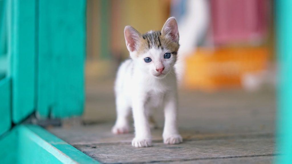 Charming white and tabby kitten with blue eyes standing indoors on a wooden floor.