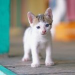 Charming white and tabby kitten with blue eyes standing indoors on a wooden floor.