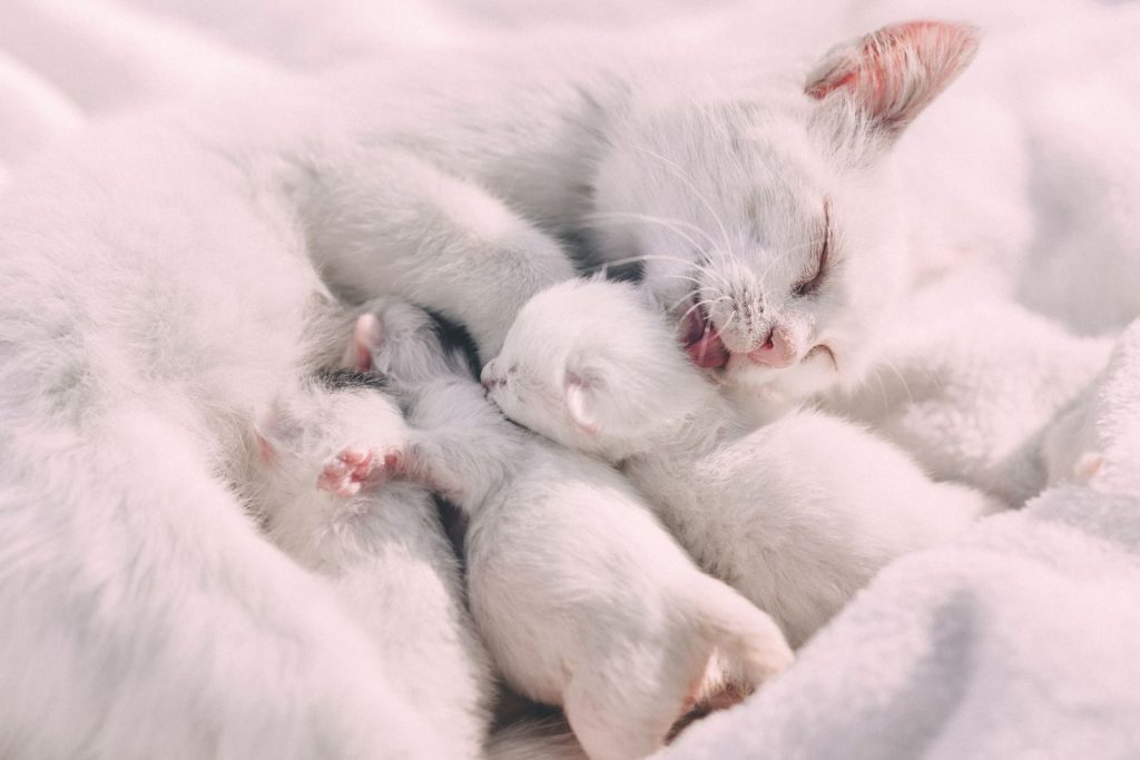 A serene close-up of a white cat cuddling with her kittens, exuding warmth and comfort.
