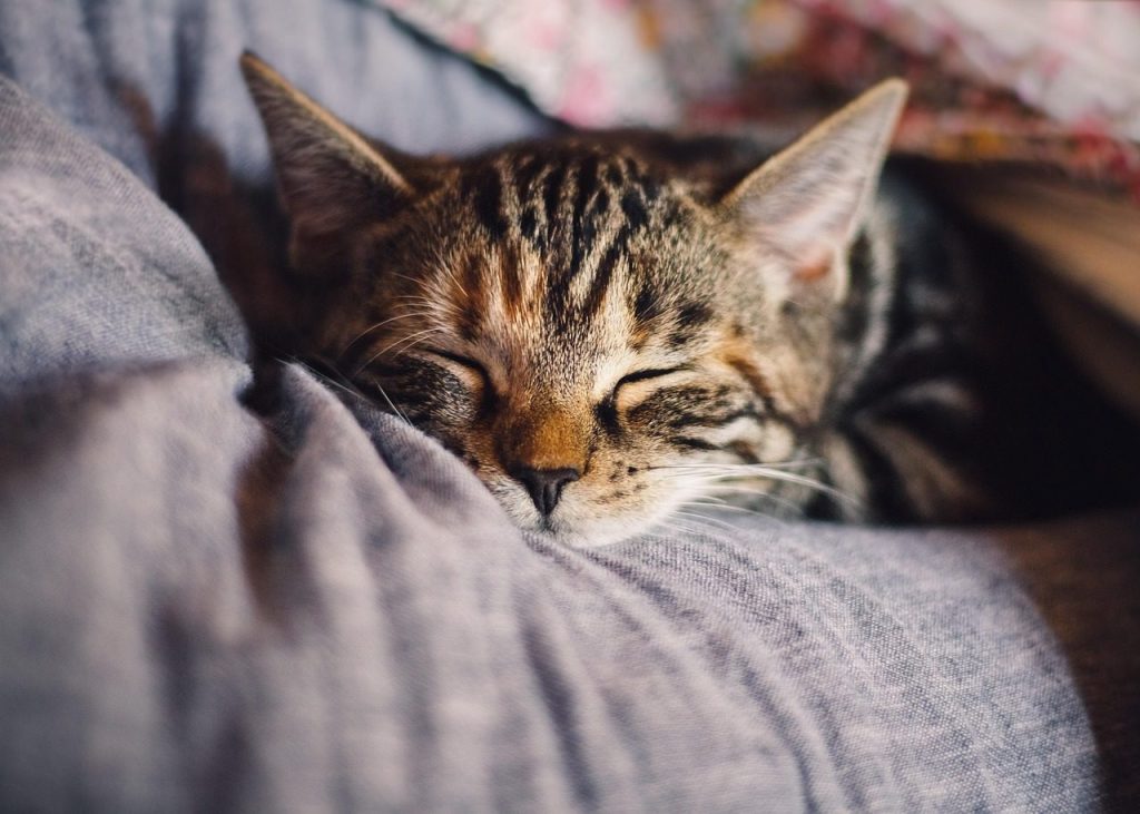 cat, pet, feline, nature, animal, fur, sleep, kitty, domestic, relax, domestic cat, cat portrait, animal world, domestic animal