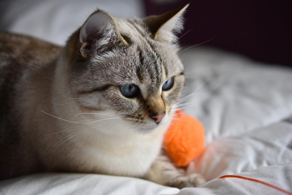 cat, pet, feline, animal, fur, nature, kitty, domestic, domestic cat, cat portrait, animal world