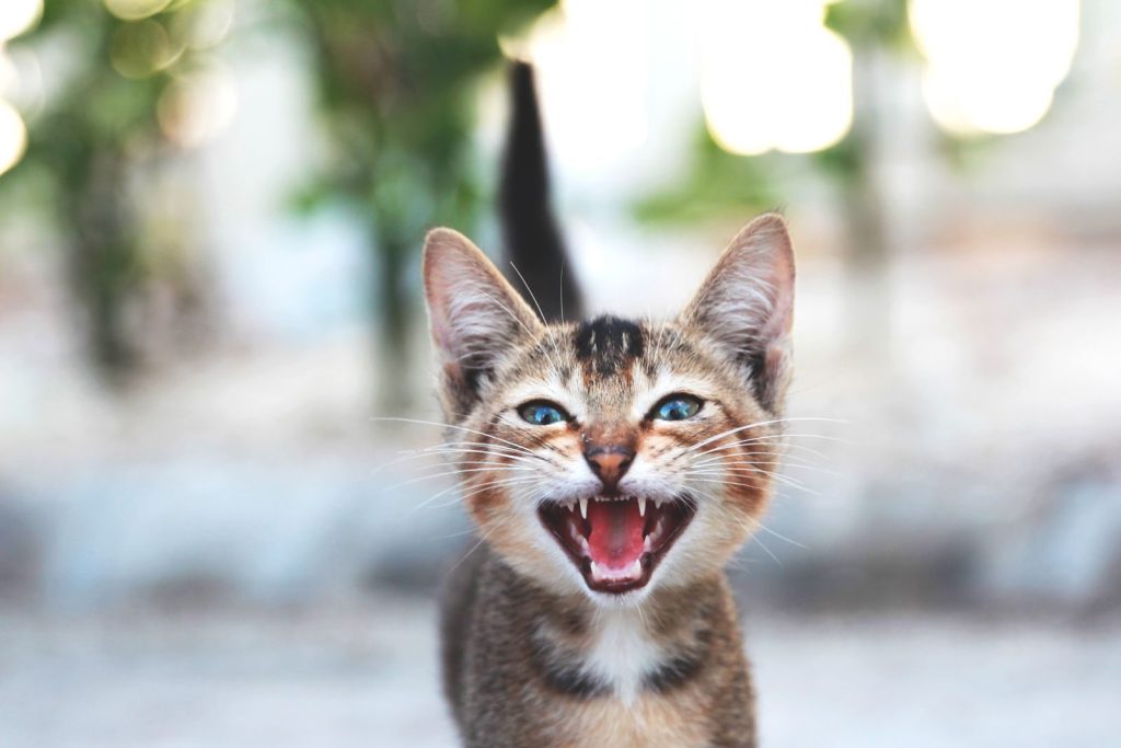 Close-up of a cute meowing tabby kitten with open mouth and bokeh background.