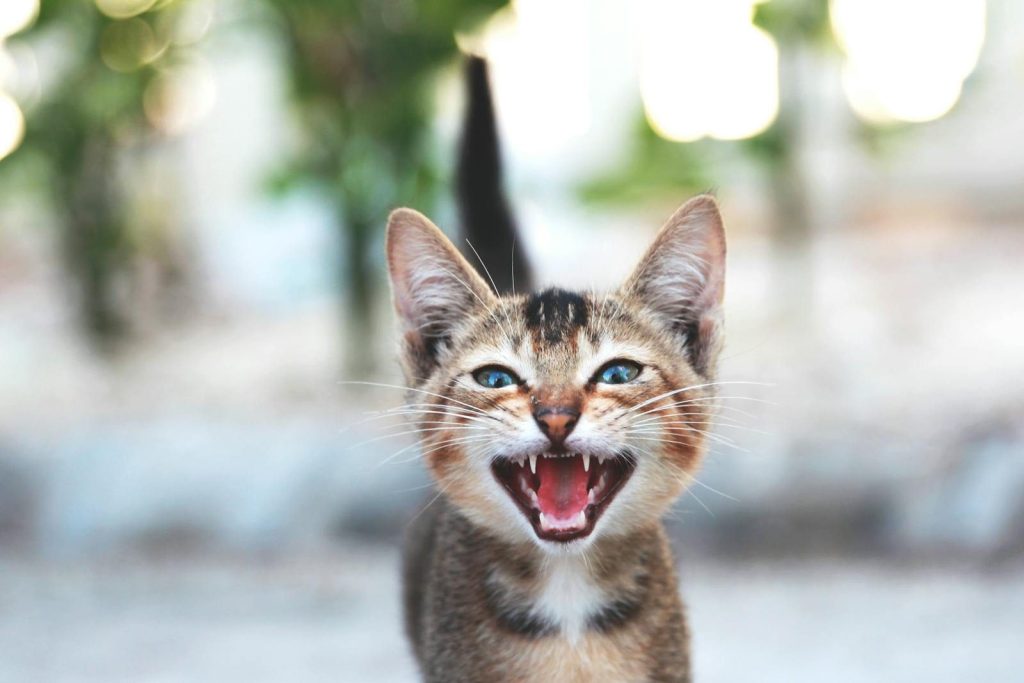 Close-up of a cute meowing tabby kitten with open mouth and bokeh background.