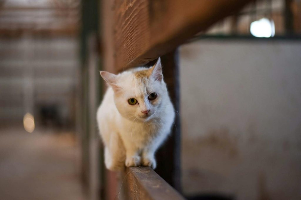 Adorable attentive white cat looking at camera while sitting on wooden fence in stable