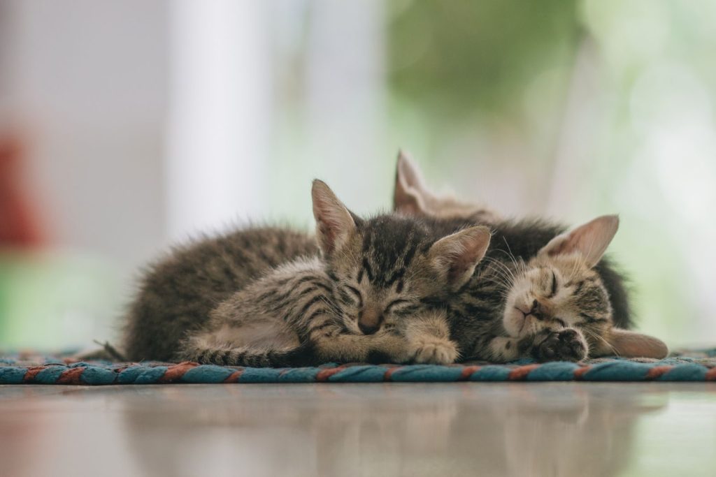 Calm adorable Sokoke cats lying together on carpet at home and sleeping in daytime
