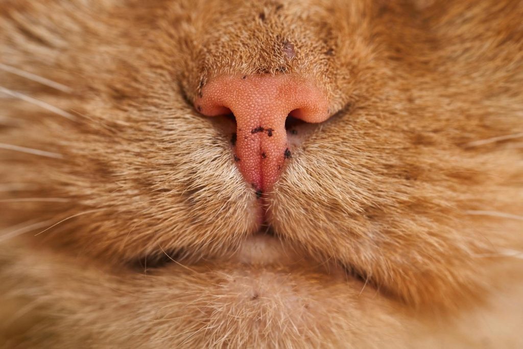 Macro shot of a tabby cat's pink nose and whiskers showing detailed texture.