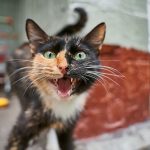 A lively calico cat meowing with open mouth and visible fangs. Perfect for animal or pet photography.