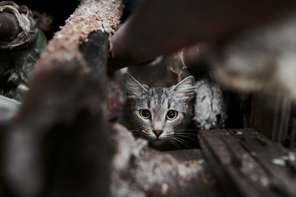 A curious tabby cat peeking through rusty pipes in an industrial setting, Murmansk.