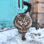 Close-up of a fierce stray cat walking over the snow in Moscow's urban landscape.