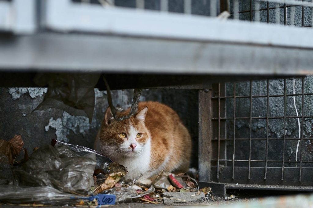 A stray orange cat with yellow eyes shelters amidst garbage and metal structures outdoors.