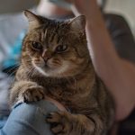 Cute British cat resting on knee of crop male owner in cozy home at daytime