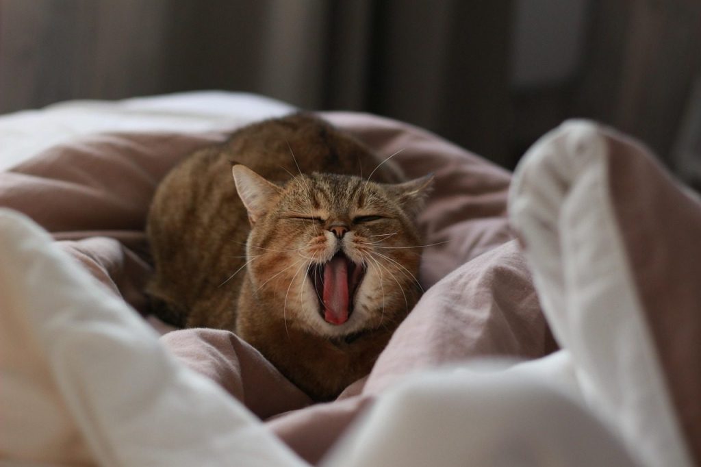 cat, yawns, animal, yawning, sleepy, to yawn, pet, i love it