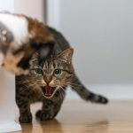 A tabby cat hisses at a dog in an indoor hallway, showcasing tension.