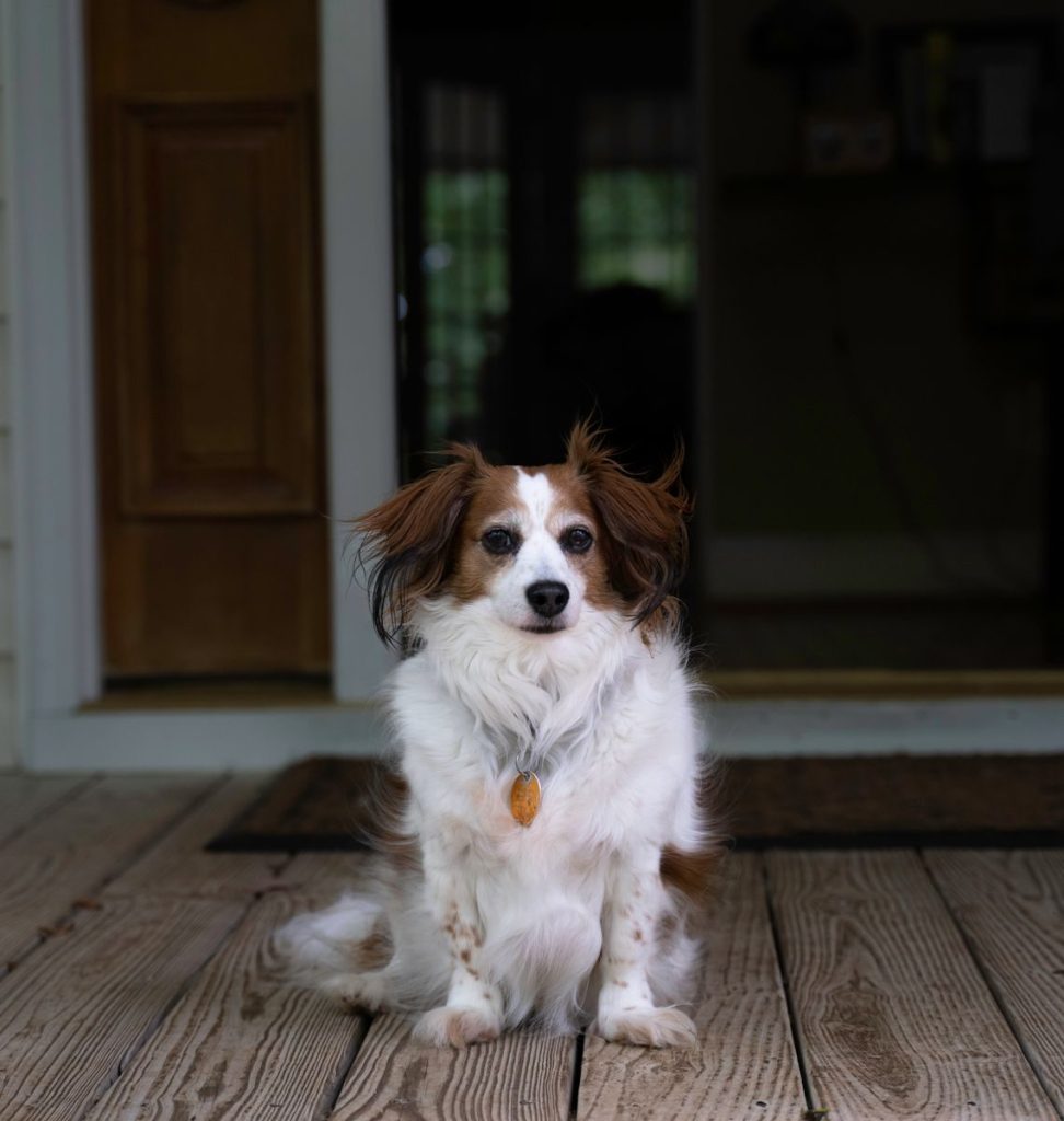 Cute small brown and white dog sitting on a wooden porch looking at the camera.