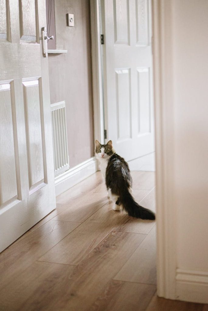 Cute attentive fluffy cat strolling on wooden floor near door while looking at camera in house