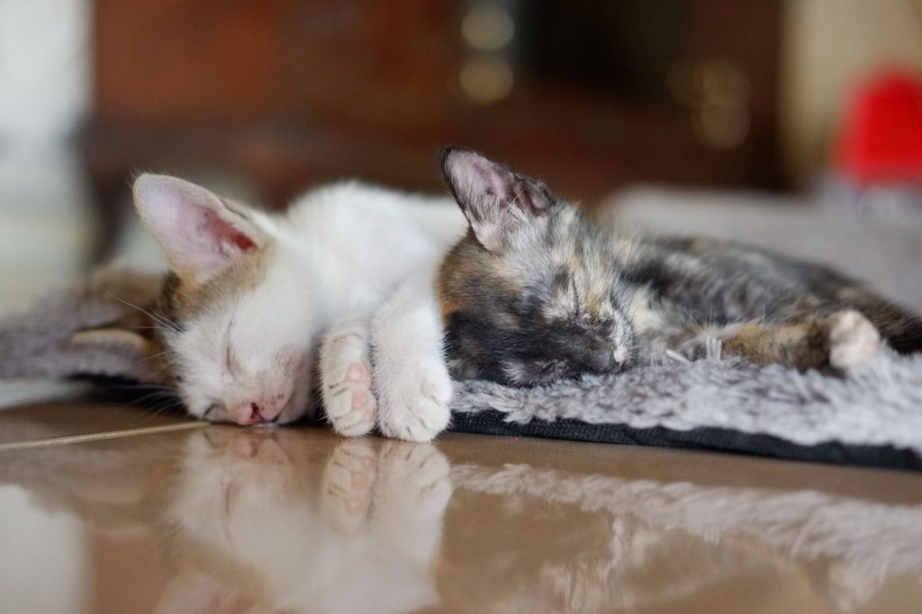 Two cute kittens peacefully sleeping on a soft blanket indoors, showcasing their furry innocence.