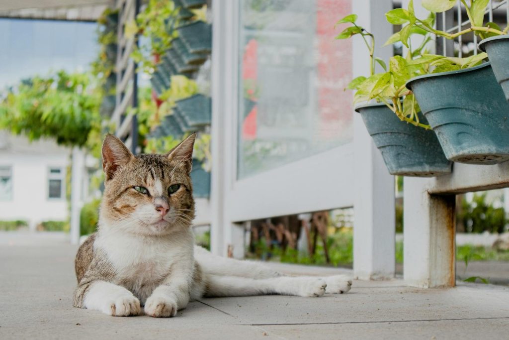 A serene stray cat lying on a sunny sidewalk surrounded by potted plants.