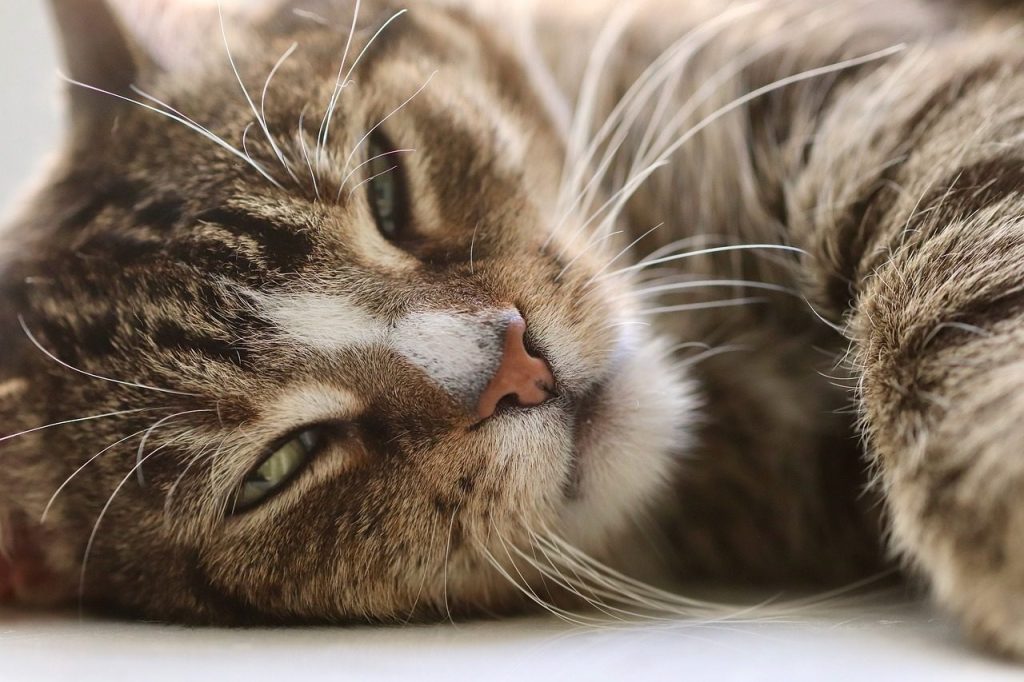 cat, cat eyes, animal, whiskers, domestic cat, pet, domestic animal