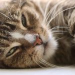 cat, cat eyes, animal, whiskers, domestic cat, pet, domestic animal