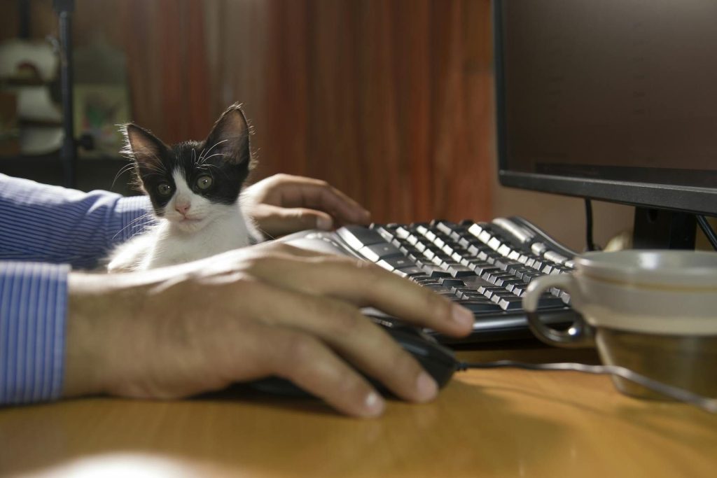 Black and white kitten sitting on a desk beside a keyboard and mouse in a calm office setting.