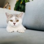 Adorable gray and white kitten lounging on a sofa, looking curious and relaxed.