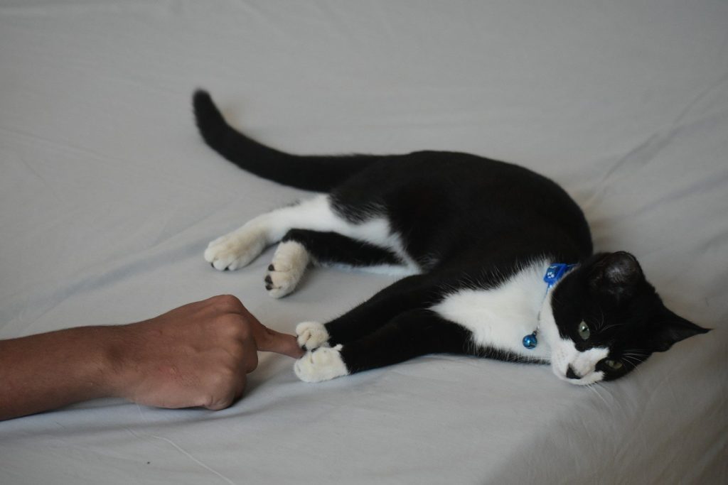 A cat plays with a person's finger.