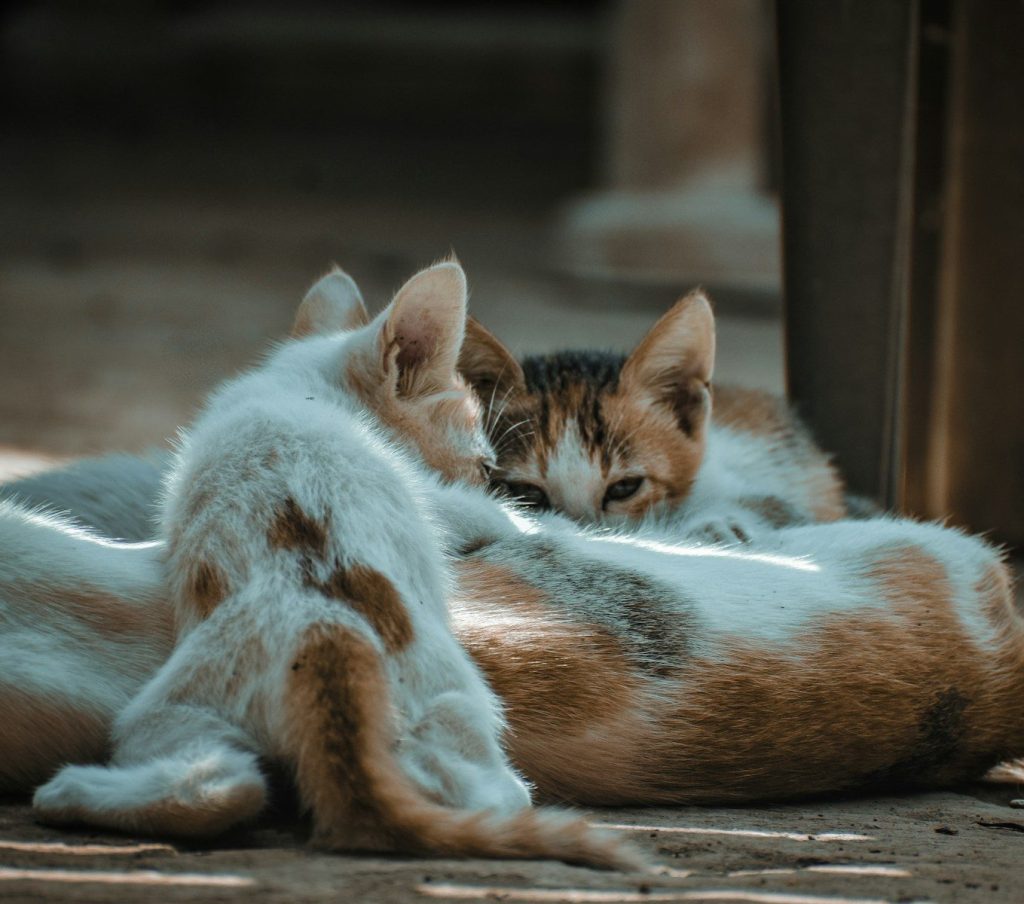 a couple of cats lying together