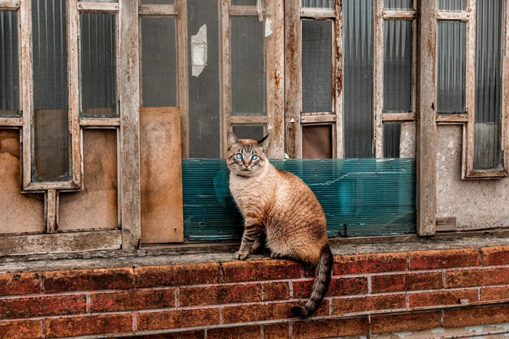 A cat sits on a brick ledge by a window.