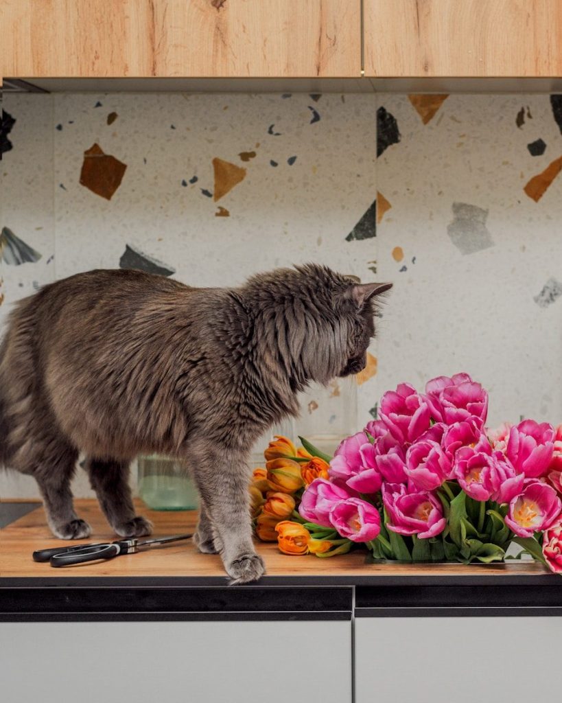 A gray cat examines a bouquet of pink tulips.