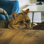 a cat laying on top of a wooden table
